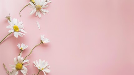 Minimalist White Daisy Chamomile on Pale Pink Background: Petal Contrast, Soft Aesthetic, and Floral Design Harmony