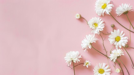 Minimalist White Daisy Chamomile on Pale Pink Background: Petal Contrast, Soft Aesthetic, and Floral Design Harmony