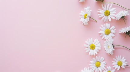 Minimalist White Daisy Chamomile on Pale Pink Background: Petal Contrast, Soft Aesthetic, and Floral Design Harmony