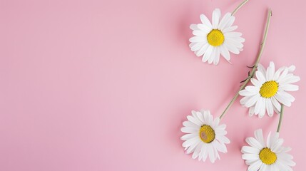 Minimalist White Daisy Chamomile on Pale Pink Background: Petal Contrast, Soft Aesthetic, and Floral Design Harmony