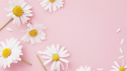 Minimalist White Daisy Chamomile on Pale Pink Background: Petal Contrast, Soft Aesthetic, and Floral Design Harmony