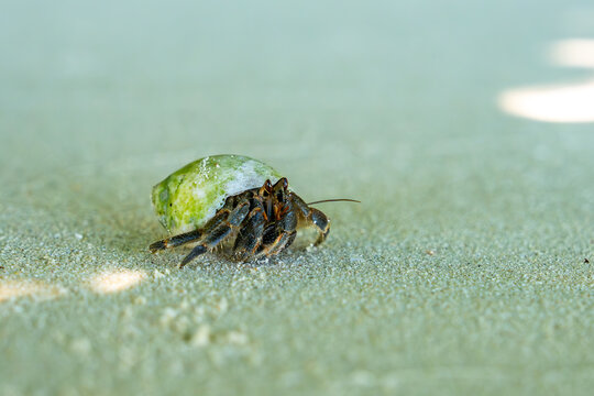 Hermit crabs in Raja Ampat, Indonesia