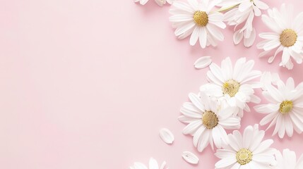 Minimalist White Daisy Chamomile on Pale Pink Background: Petal Contrast, Soft Aesthetic, and Floral Design Harmony