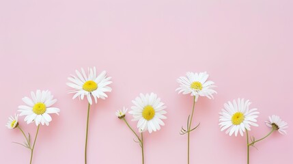 Minimalist White Daisy Chamomile on Pale Pink Background: Petal Contrast, Soft Aesthetic, and Floral Design Harmony