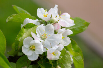 Flowering tree. Apple tree branch with flowers on a blurred background