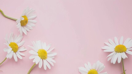 Minimalist White Daisy Chamomile on Pale Pink Background: Petal Contrast, Soft Aesthetic, and Floral Design Harmony