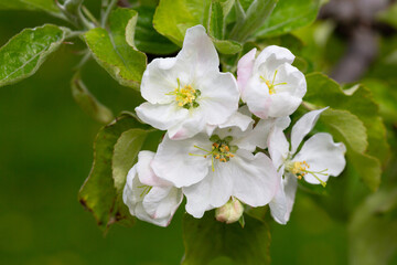 Flowering tree. Apple tree branch with flowers on a blurred background