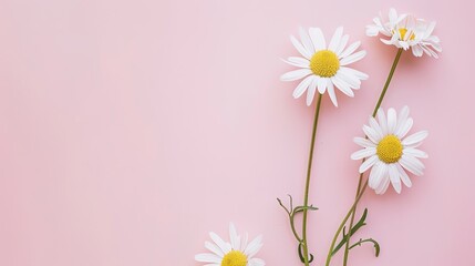 Minimalist White Daisy Chamomile on Pale Pink Background: Petal Contrast, Soft Aesthetic, and Floral Design Harmony