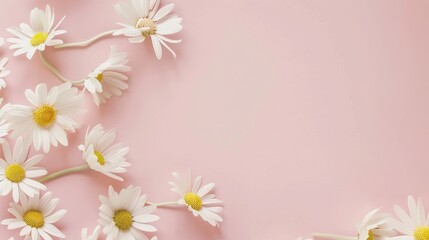 Minimalist White Daisy Chamomile on Pale Pink Background: Petal Contrast, Soft Aesthetic, and Floral Design Harmony