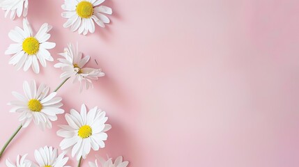 Minimalist White Daisy Chamomile on Pale Pink Background: Petal Contrast, Soft Aesthetic, and Floral Design Harmony