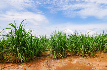sugar cane field with  blue sky background 