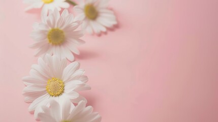 Minimalist White Daisy Chamomile on Pale Pink Background: Petal Contrast, Soft Aesthetic, and Floral Design Harmony