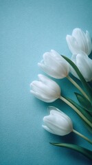 Delicate white tulips arranged on a light teal background