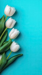 White tulips arranged in a corner on a vibrant teal background