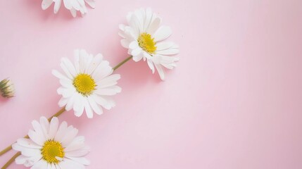 Minimalist White Daisy Chamomile on Pale Pink Background: Petal Contrast, Soft Aesthetic, and Floral Design Harmony