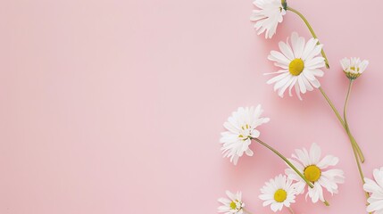 Minimalist White Daisy Chamomile on Pale Pink Background: Petal Contrast, Soft Aesthetic, and Floral Design Harmony