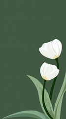 Two white tulips on a dark green background
