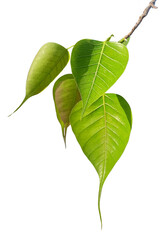 green leaves isolated on white background