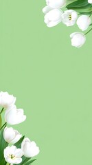 White tulips frame a light green background