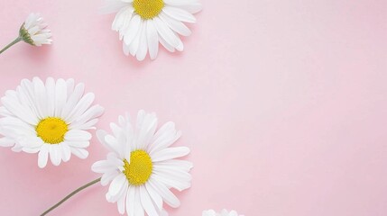 Minimalist White Daisy Chamomile on Pale Pink Background: Petal Contrast, Soft Aesthetic, and Floral Design Harmony