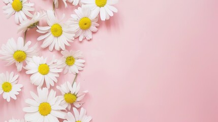 Minimalist White Daisy Chamomile on Pale Pink Background: Petal Contrast, Soft Aesthetic, and Floral Design Harmony