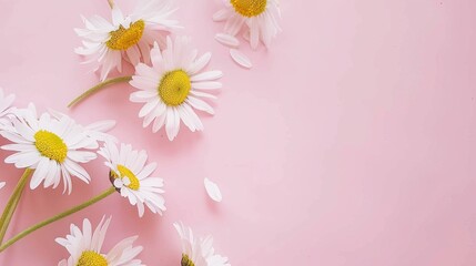 Minimalist White Daisy Chamomile on Pale Pink Background: Petal Contrast, Soft Aesthetic, and Floral Design Harmony