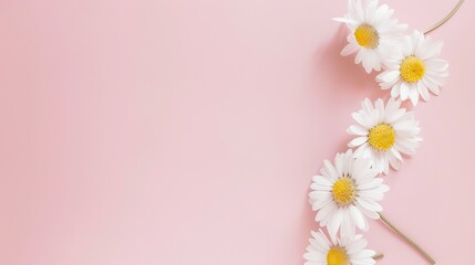 Minimalist White Daisy Chamomile on Pale Pink Background: Petal Contrast, Soft Aesthetic, and Floral Design Harmony