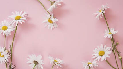 Minimalist White Daisy Chamomile on Pale Pink Background: Petal Contrast, Soft Aesthetic, and Floral Design Harmony
