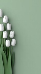White tulips on a sage green background