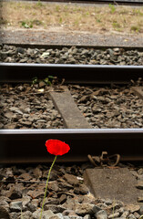 Red Poppy Flower by the Railway Tracks