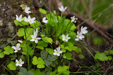 close up of a white flower (OXALIS ACETOSELLA). Small white flowers in the forest in spring.
