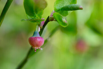Blueberry blossom, blueberry flowers, wild blueberry, dew on a flower. Small pink buds of wild blueberries on a bush in spring.