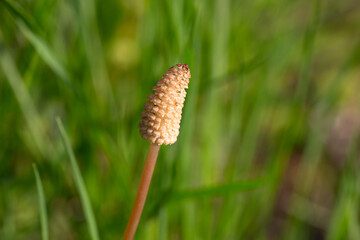 Close-up photo of a fertile shoot (sporangium) of common horsetail (Equisetum arvense). A horsetail flower in a meadow