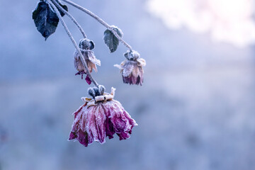 Three wilted pink flowers delicate frost hanging blurred gray-purple background close-up detailed...