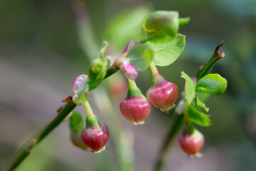 Blueberry blossom, blueberry flowers, wild blueberry, dew on a flower. Small pink buds of wild blueberries on a bush in spring.