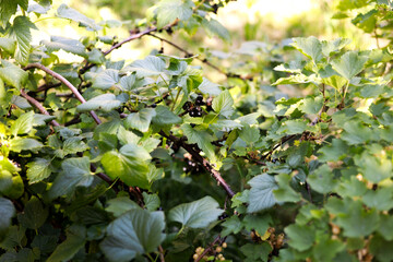 Juicy clusters of blackcurrants ripen under the warm summer sun, surrounded by lush green leaves....