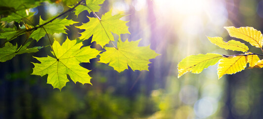 Sun rays bright green maple leaves yellowing beech leaves branches picturesque summer early autumn...