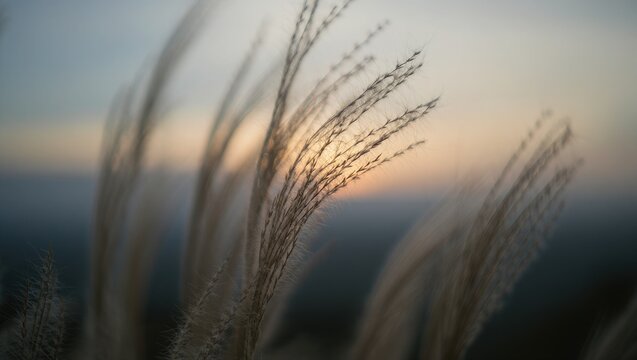 Tall grass stalks at sunset feathery wispy