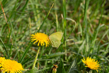 Cabbage butterfly (Pieris brassicae) feeding on a dandelion flower
