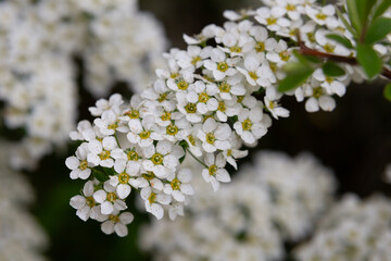 Bird cherry branch with white flowers - Latin name - Prunus padus