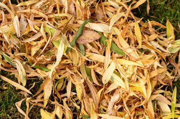 Close-up of autumn yellow leaves on grass.