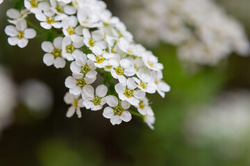 Bird cherry branch with white flowers - Latin name - Prunus padus
