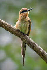 The blue-tailed bee-eater is a richly colored