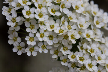 Bird cherry branch with white flowers - Latin name - Prunus padus