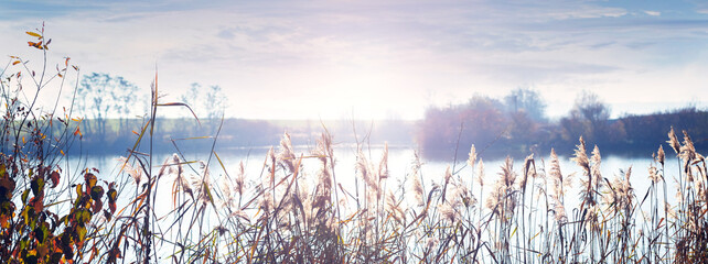 Bright sun over water through reeds foreground peaceful serene natural landscape soft glow...