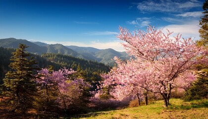 Fototapeta premium cherry blossom trees with pink flowers in serene landscape with mountains and pine trees