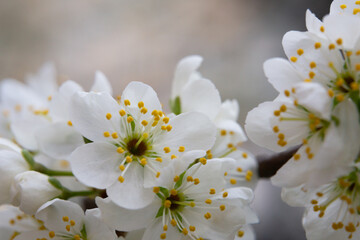 Macro White cherry blossoms on a branch in the garden, also known as cherry blossoms. Cherry...
