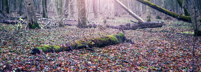 Mossy fallen tree trunks vertical tree trunks forest soft sunlight natural woodland landscape green...