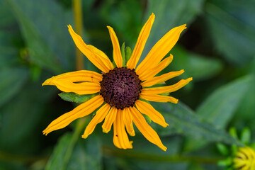 A Vibrant Bright Yellow Flower is in Full Bloom Against a Fresh Green Background