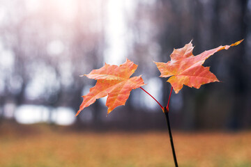Two vibrant orange autumn maple leaves branch sunlit blurred forest background water warm autumn...